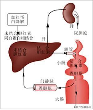 怎么检查肝功能：怎么检查肝功能是否正常