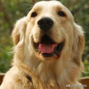 可卡幼犬变色过程:可卡幼犬的鉴定方法 狗毛色变浅变淡怎么回事？哪些狗狗毛色容易变化？