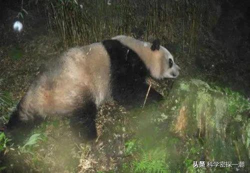 河马哥刘惠璞:壮年河马、北极熊和东北虎这三样动物打起来谁厉害？
