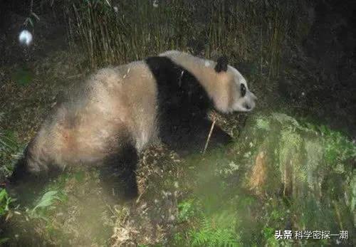 四川黑竹沟最可怕的地方的图片，什么样的动物平时看起来温顺可爱、人畜无害，但其实非常厉害