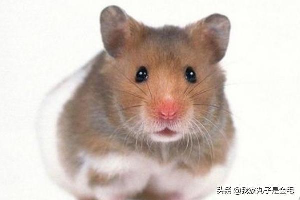 三线仓鼠野生色特征:养三线仓鼠前要买哪些仓鼠用品？
