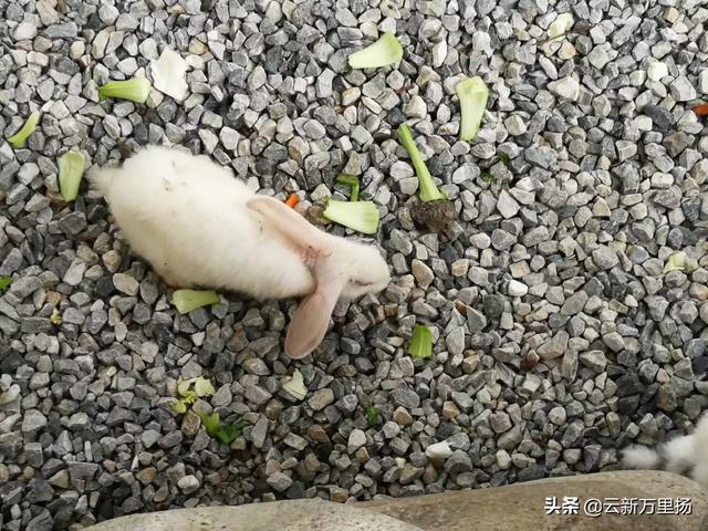 北京 宠物市场:北京哪里有狗市，大型的狗市在哪里？
