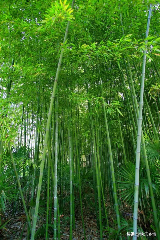 竹子什么时候移栽易成活？