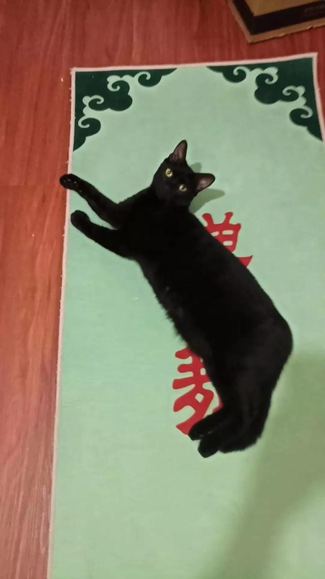 被家猫抓伤一定要打针吗:让朋友家养猫挠了一下，没出血，还需要打针吗？