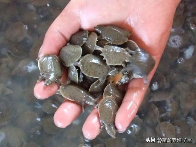 老家有片藕田,想放些甲鱼在里面,不管它,几年后有收获吗？