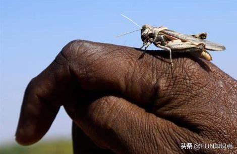 手机病毒蝗虫:近期的蝗灾有没有可能在新冠病毒重灾区携带上病毒，成为传染源？