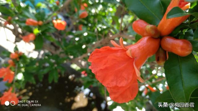 放在家里最旺财的十种花,院子里栽什么颜色的花好？