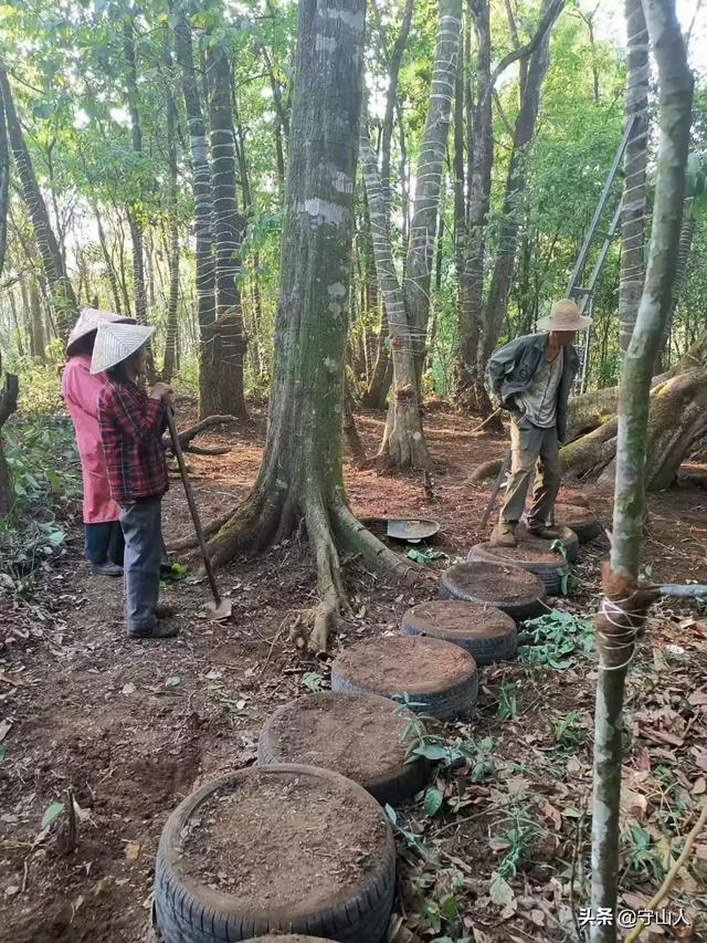 石斛图片,石斛的种类包括哪些？作用各有何不同？