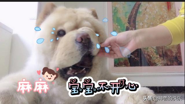狗狗心事2书评:如何评价《一条狗的使命2》？