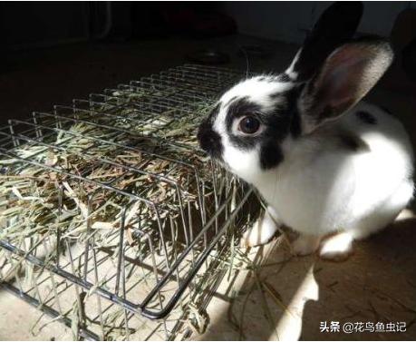 宠物兔:怎样养宠物兔？宠物兔能活多久？ 宠物兔品种及图片