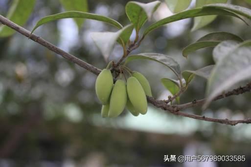 桂花树种子怎么吃:桂花树是否会结果子，结的果子是否可以食用？