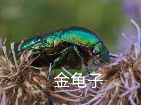 农村的你们小时候这个玩过没,在树上很多？