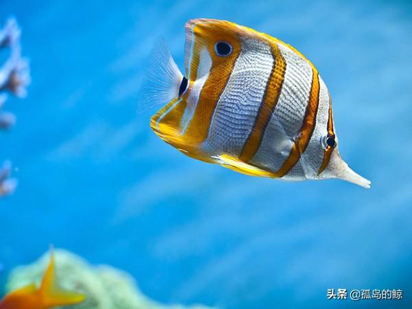 水族箱热带鱼种类:想养几条热带鱼，我买什么缸？ 小型热带鱼品种