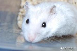 笼中养小仓鼠中文版:三线仓鼠死亡后主人要做哪些事情？