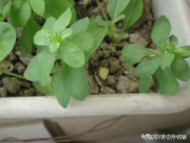 枸杞树上有螨虫打什么农药好:枸杞叶子凹凸不平，还打卷怎么回事呀？