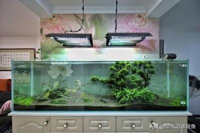 花鸟虫鱼里的虫:鱼缸过滤材料里有很多这种虫子是什么虫子，怎么办？