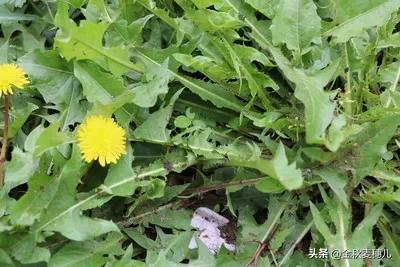 春季农村有哪些野生菜可以吃？