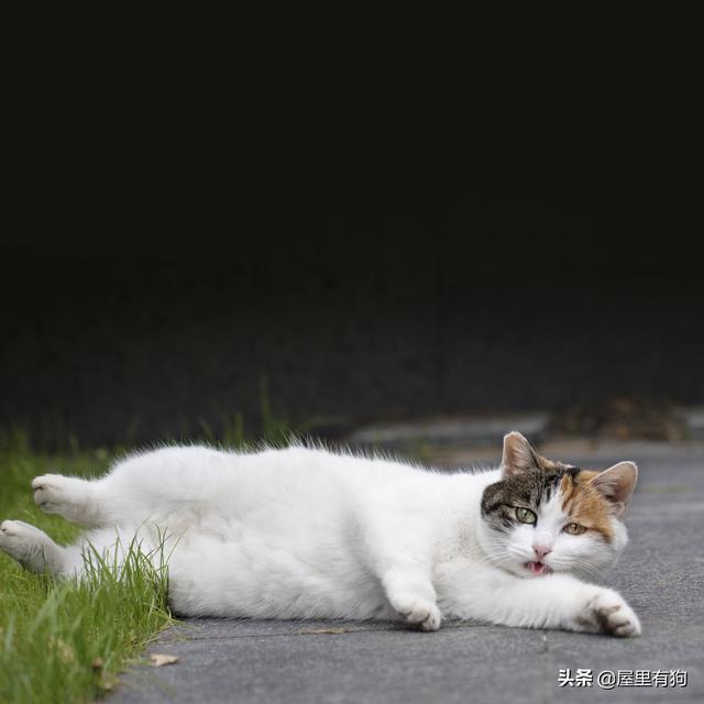 为什么说猫有九条命:猫死前，是怎么知道自己要死的？