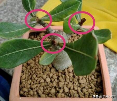 沙漠玫瑰软腐病:沙漠玫瑰叶子边上干枯是什么原因？