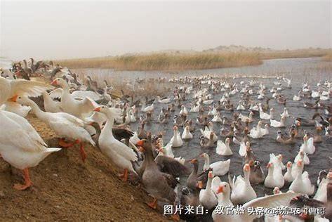 磺胺间甲氧嘧啶钠配伍药品:育肥猪发生脑炎型链球菌，如何防控和治疗？