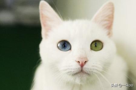 加拿大无毛猫壁纸:过敏性鼻炎，适合养什么猫，真的养不了任何猫吗？