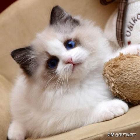 什么猫容易有泪痕是怎么造成的:猫咪总是流眼泪怎么回事？