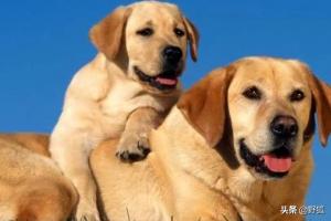 狗狗鼻子干怎么回事:泰迪犬鼻子干是怎么回事？