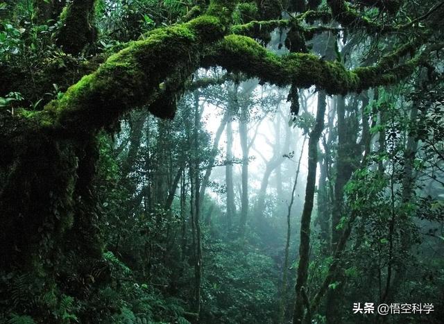 海蛇全部都是毒蛇吗，有毒蛇和无毒蛇的区别是什么一条蛇能缠死人吗