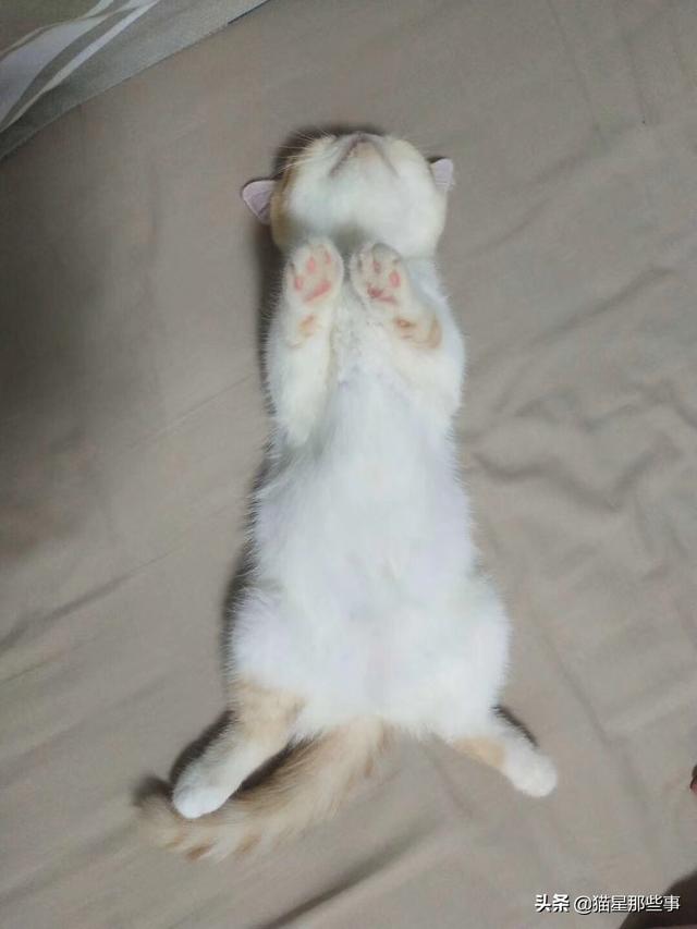 新来的猫发出咕噜咕噜的声音是什么意思:猫咪发出咕噜咕噜的声音，代表什么意思？