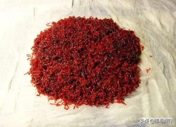 母红虫与公红虫图片:请教一下红虫肉夹馍拉饵如何制作？