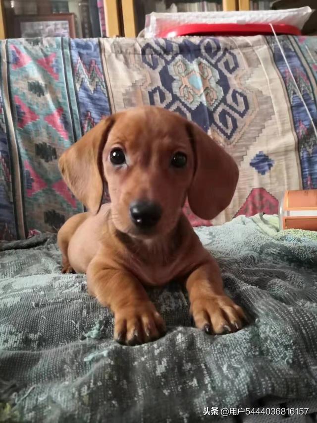 迷你腊肠犬好不好养:为什么我国养腊肠犬的人那么少？