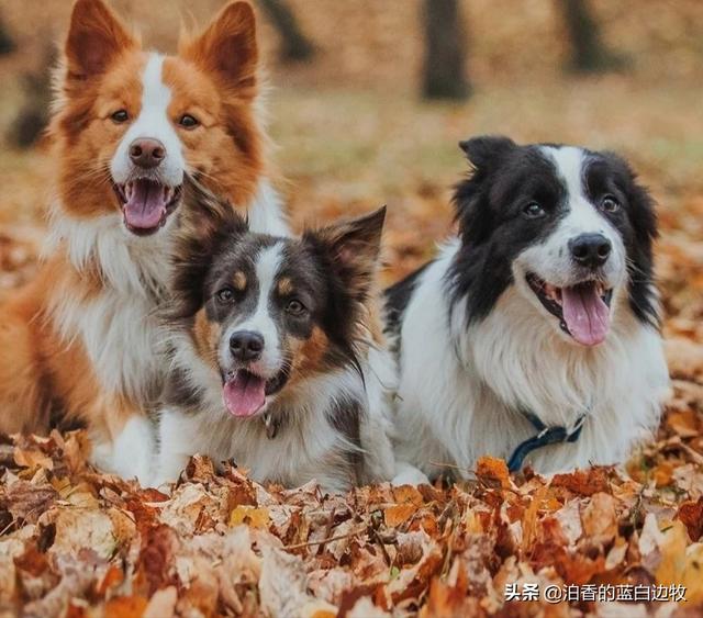 边境牧羊犬性格如何:为什么有人觉得养边境牧羊犬的人越来越少？