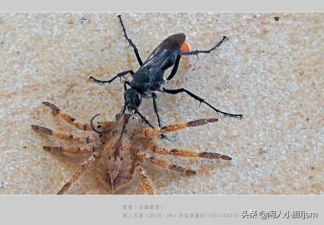 姬鸮的图片:在房间里发现有翅膀、会飞行的胸腹明显“脱节”的虫子，有害吗？