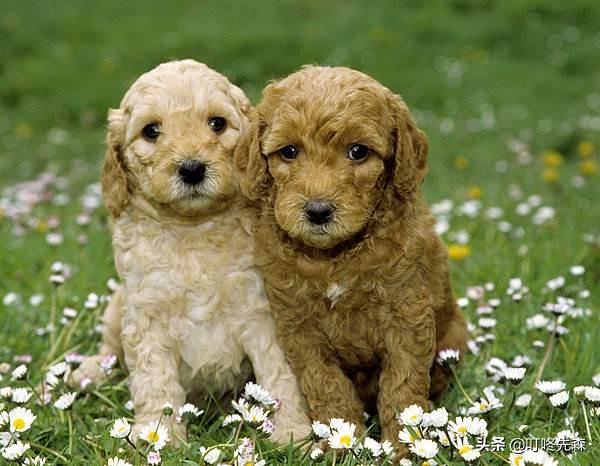 德牧犬肚胀拉肚子:请问德牧幼犬拉稀用什么药，德牧幼犬拉稀怎么办？
