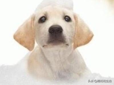 耳螨:狗狗耳螨在家怎么治疗，在家怎么治疗狗耳螨？ 耳螨怎么治