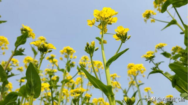 一株油菜花有幾個果莢