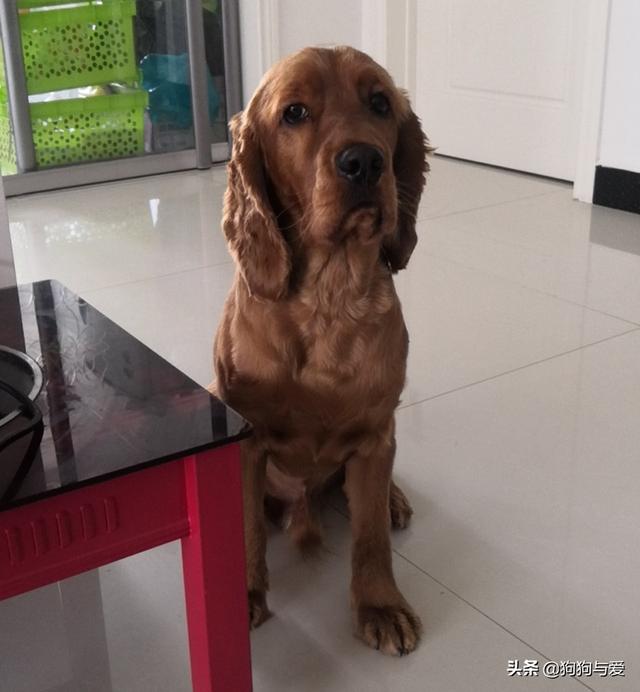 可卡犬图片大全:养可卡犬是一种怎样的体验？