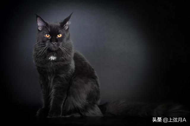 十二生肖里没有猫，而老鼠却排名第一的传说到底是怎样的呢？