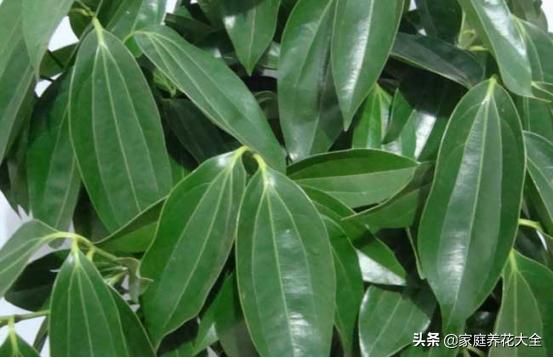 平安树的养殖方法和注意事项剪枝:平安树叶子全掉了,全剪了还能救活吗？