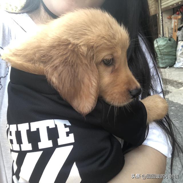 金毛犬性格好不好:我想养一只金毛，需要注意什么，别人告我千万别养，费钱费时间？ 金毛犬的性格