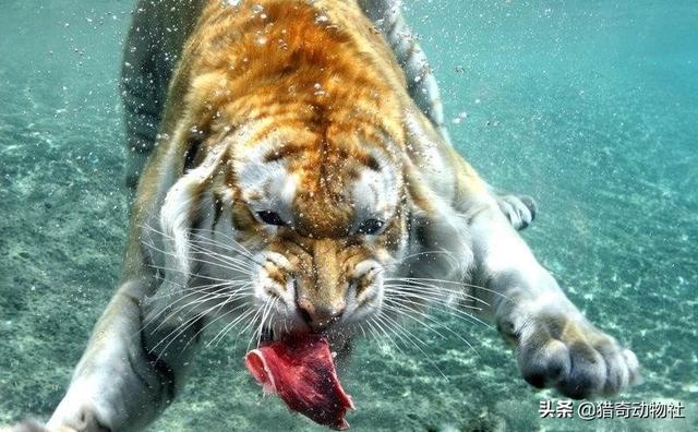 杜兹肺鱼图片:杜兹肺鱼的图片 为什么人要每天进食，而鲨鱼和老虎极限情况下可以一餐抵一月？