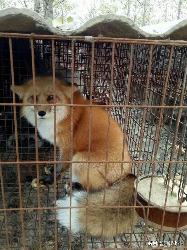 意大利狐狸犬报价:养殖狐狸的前景怎么样？有搞这方面养殖的朋友吗？