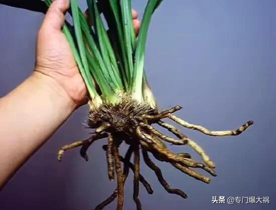 兰花的种植方法方法视频:夜兰花种植方法视频 有人送了一盆兰花，不知道怎么养，想养开花？