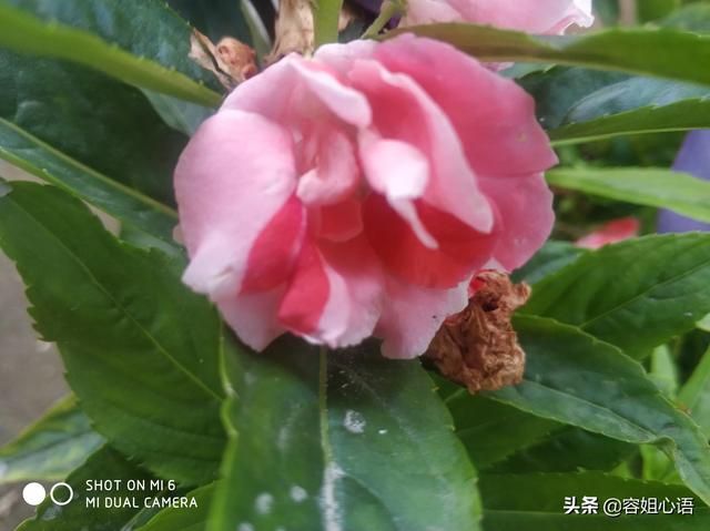 蛇灭门怎么药用:家里总有蛇出没，请问有哪些花花草草是防蛇的？