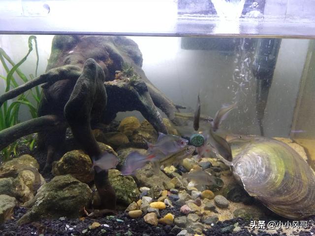 水妖精是什么:吸便器水妖精铺底沙的鱼缸可以用吗？要注意什么？