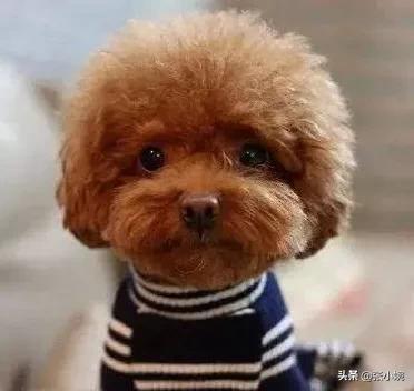 北京泰迪狗:养只泰迪每月需要花费多少钱？