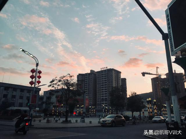 养宠物狗狗:有什么方法可以饲养好宠物狗吗？