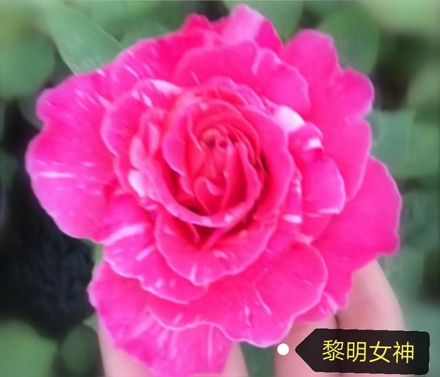 优秀月季花品种介绍百度网:名贵月季十大品种是哪些品种？