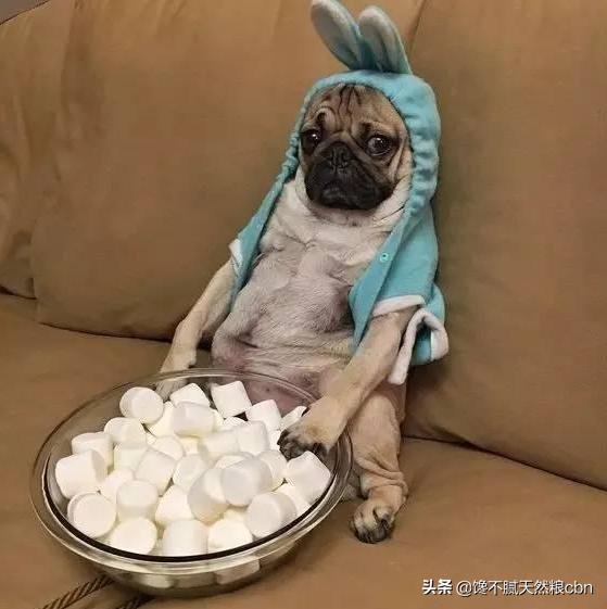 莱姆病症状有什么:抗莱姆病有什么真症状 引起狗狗肾衰竭的原因有哪些？该怎么预防？