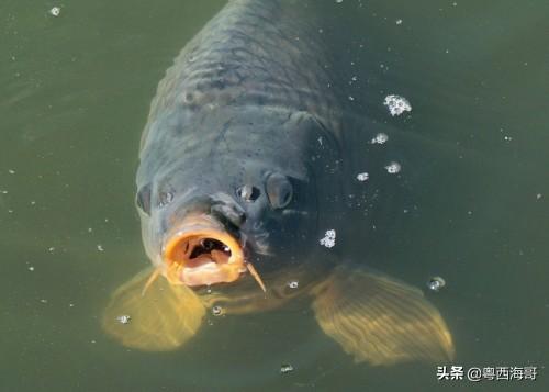建鲤拉丁文:鱼塘放养三四斤的鲤鱼要注意什么？